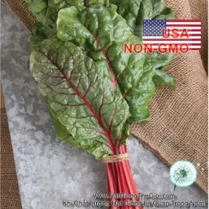 Hạt Giống Cải Ngọt Thụy Sỹ - Đỏ Đẫm Ruby (Beta vulgaris)