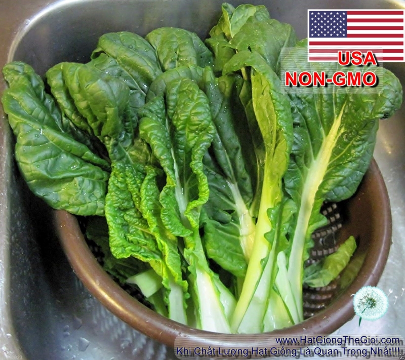 hat giong cai nhat   vitamina  brassica rapa var pekinensis