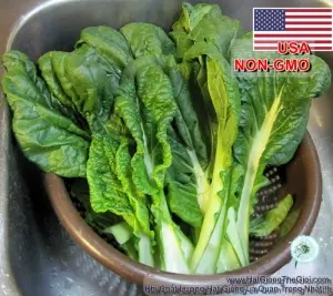 Hạt Giống Cải Nhật - Vitamina (Brassica rapa var pekinensis)