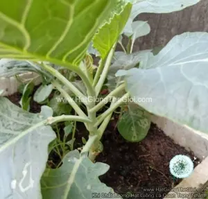 Hạt Giống Cải Ná/ Cải Rổ Mập (Brassica oleracea)