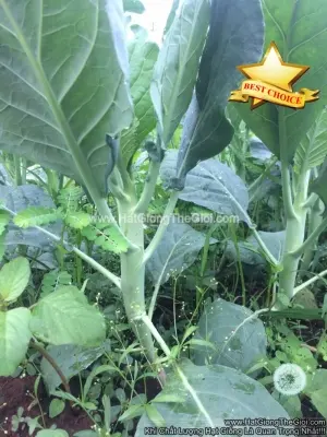 Hạt Giống Cải Rổ Siêu Ngon Ngọt Ăn Cả Cây (Brassica)