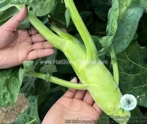 Hạt Giống Cải Rổ Thân Siêu Mập