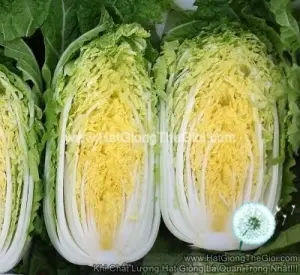 Hạt Giống Cải Thảo Kim Chi Mùa Thu 5KG