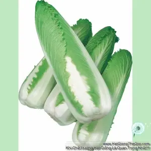 Hạt Giống Cải Thảo Nhật - Rocket (Brassica rapa var. pekinensis)