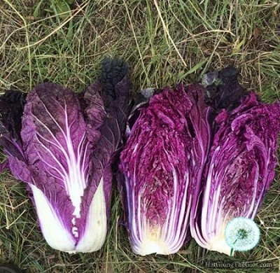 hat giong cai thao tim  brassica rapa subsp  pekinensis