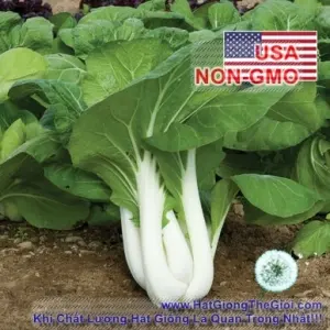 Hạt Giống Cải Thìa - Chịu Nhiệt 1kg Joi Choi (Brassica rapa Chinensis)