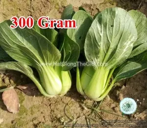 Hạt Giống Cải Thìa Cọng Xanh F1 To 300Gram TG70