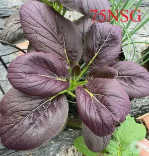 Hạt Giống Cải Thìa Đậm Đỏ TG434
