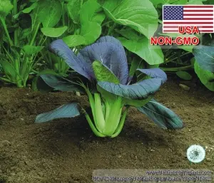 Hạt Giống Cải Thìa Đỏ - F1 (Brassica rapa chinensis)