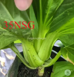 Hạt Giống Cải Thìa Lùn TG433