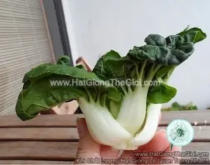 Hạt Giống Cải Thìa Trắng Baby 5cm