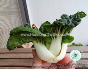hat giong cai thia trang baby 5cm