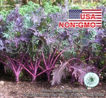 hat giong cai xoan kale   do red russian  brassica oleracea acephala