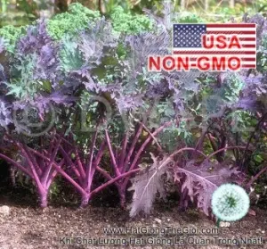 Hạt Giống Cải Xoăn Kale - Đỏ Red Russian (Brassica oleracea, Acephala)