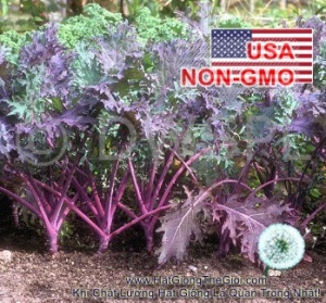 hat giong cai xoan kale   do red russian  brassica oleracea acephala