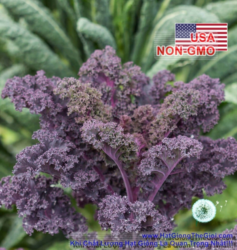 hat giong cai xoan   do xoan scarlet  brassica oleracea acephala