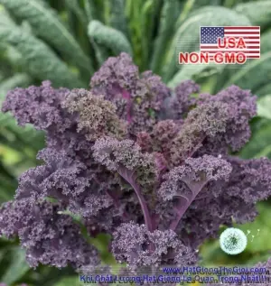 Hạt Giống Cải Xoăn - Đỏ Xoăn Scarlet (Brassica oleracea, Acephala)