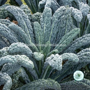 hat giong cai xoan kale black magic f1