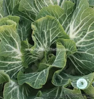 Hạt Giống Cải Xoăn Kale Bồ Đào Nha