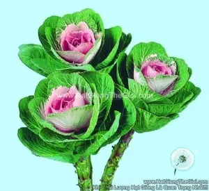 Hạt Giống Cải Xoăn Kale Cắt Cành TG270 Pink