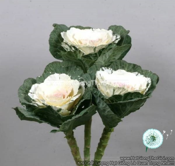 hat giong cai xoan kale cat canh tg271 white pink