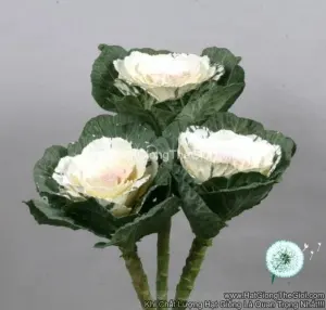 Hạt Giống Cải Xoăn Kale Cắt Cành TG271 White Pink