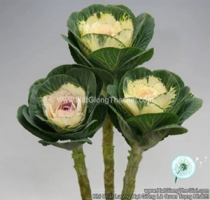 hat giong cai xoan kale cat canh tg272 white purple