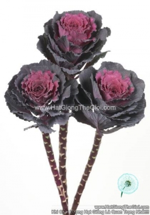 hat giong cai xoan kale cat canh tg273 premium black