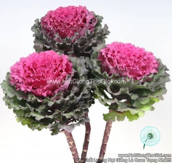 hat giong cai xoan kale cat canh tg274 premium red