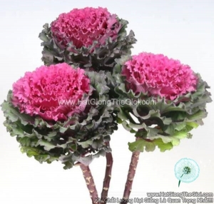 hat giong cai xoan kale cat canh tg274 premium red