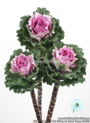 hat giong cai xoan kale cat canh tg275 premium peach