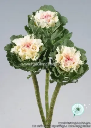 Hạt Giống Cải Xoăn Kale Cắt Cành TG276 Premium White