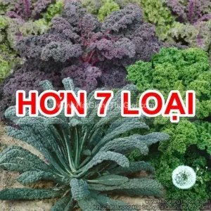 Hạt Giống Cải Xoăn Kale Crazy Mix