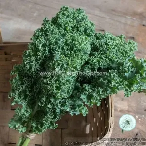 Hạt Giống Cải Xoăn Kale Darkibor F1