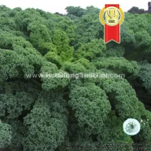 Hạt Giống Cải Xoăn Kale F1 TG223