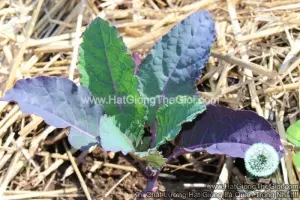 Hạt Giống Cải Xoăn Kale Khủng Long Tím Dazzling Blue