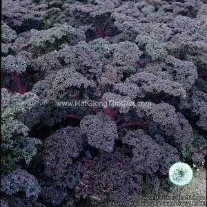 Hạt Giống Cải Xoăn Kale Redbor F1