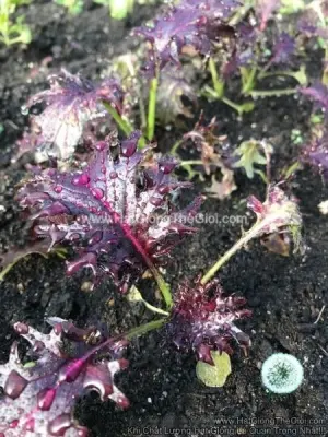 Hạt Giống Cải Xoăn Kale Rong Biển Đỏ F1