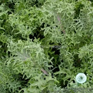 Hạt Giống Cải Xoăn Kale Rong Biển Đỏ