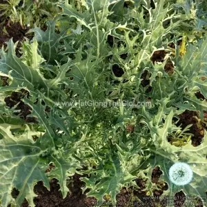 Hạt Giống Cải Xoăn Kale Rong Biển Xanh