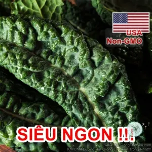 Hạt Giống Cải Xoăn Kale SIÊU NGON Thủ Tướng Premier (Brassica oleracea, Acephala)