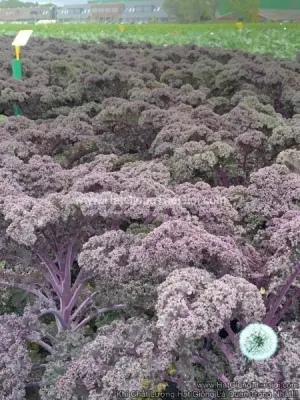 Hạt Giống Cải Xoăn Kale Sunbor F1