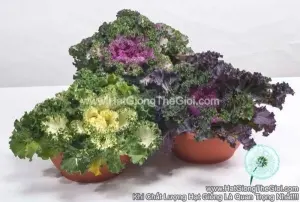 Hạt Giống Cải Xoăn Kale Trồng Chậu NAGOYA Mix