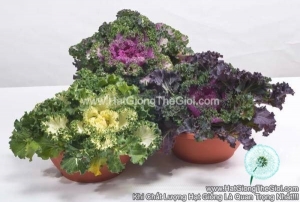hat giong cai xoan kale trong chau nagoya mix