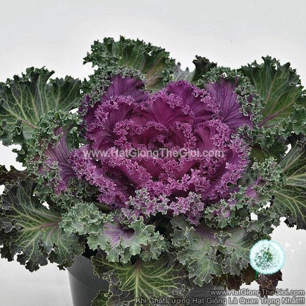 hat giong cai xoan kale trong chau nagoya red