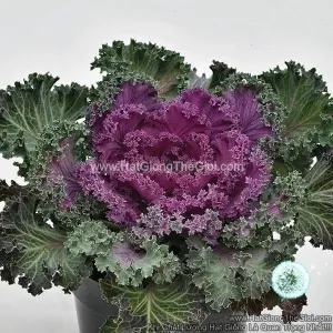 Hạt Giống Cải Xoăn Kale Trồng Chậu NAGOYA Red
