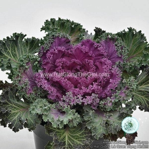 hat giong cai xoan kale trong chau nagoya red