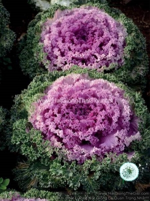 hat giong cai xoan kale trong chau nagoya rose
