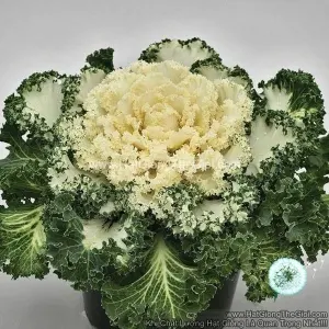Hạt Giống Cải Xoăn Kale Trồng Chậu NAGOYA White