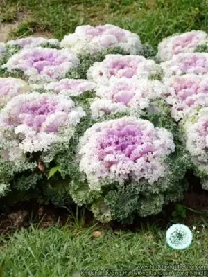 Hạt Giống Cải Xoăn Kale Trồng Chậu NAGOYA White Pink